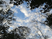 Looking Up Into the Heavens Photograph by Linda Stern Looking Up Into the Heavens Photograph by Linda Stern