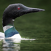 Loon  Photograph by Rudy Viereckl