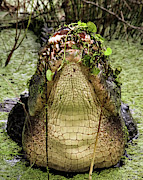 Lord of the Swamp Photograph by Michael Allard