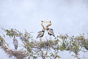 Love Is In The Air - Great Blue Herons Photograph by Debra Martz Love Is In The Air - Great Blue Herons Photograph by Debra Martz