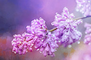 The Magic of Lilacs in the Rain Photograph by Anita Pollak