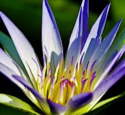 Lovely Purple WaterLily on a Summer Day Photograph by L Bosco