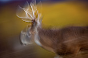 Low Light Motion Photograph by Jeff Phillippi Low Light Motion Photograph by Jeff Phillippi