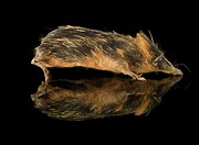 Lowland Streaked Tenrec Photograph by Science Photo Library