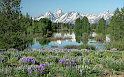 Lupines and Tetons Photograph by Ronnie And Frances Howard