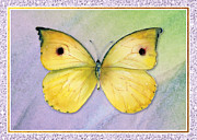 Lycorias Butterfly Painting by Amy Kirkpatrick