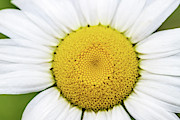Macro Photography - Flower Photograph by Amelia Pearn