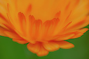 Macro Orange 3 Photograph by Kathy Paynter