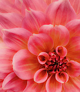 Macro Pink Dahlia  Photograph by Julie Palencia