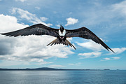 Magnificent Frigatebird In Flight, Rabida Island Photograph by Tui De Roy / Naturepl.com Magnificent Frigatebird In Flight, Rabida Island Photograph by Tui De Roy / Naturepl.com