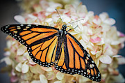 Magnify Photograph by Michelle Wermuth
