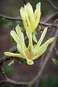 Magnolia Butterflies Flowering Tree Photograph by Tim Gainey