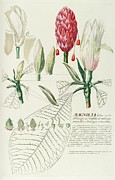 Magnolia Iv Painting by Georg Dionysius Ehret