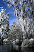 Magnolia Plantation in Grey Photograph by Jon Glaser
