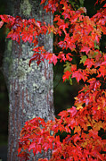 Maine in the Fall Photograph by Terri Brewster