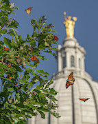 Monarchs Migrating Through Madison #1 Photograph by Amfmgirl Photography