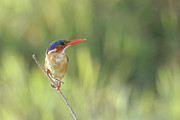 Malachite Kingfisher, Alcedo Cristata Photograph by Sarah Darnell