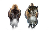 Male American Bison Walking Through Snow. Firehole River Photograph by Nick Garbutt / Naturepl.com Male American Bison Walking Through Snow. Firehole River Photograph by Nick Garbutt / Naturepl.com