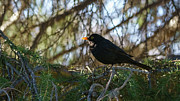 Male Eurasian Blackbird Turdus merula Photograph by Sapiens Verbum Male Eurasian Blackbird Turdus merula Photograph by Sapiens Verbum