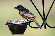 Male Orchard Oriole Photograph by Brook Burling