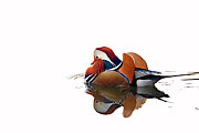 Mandarin Duck Photograph by Bojan Bencic