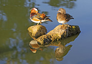 Mandarin Ducks, Couple Photograph by Shlomo Waldmann