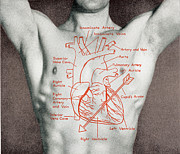 Man's torso Drawing by CSA Images