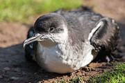 Manx Shearwater Chick Photograph by Science Photo Library