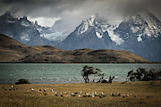 Cauquen Photograph by Ryan Weddle