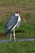 Marabou Stork Foraging In Marsh, Masai Mara Photograph by Loic Poidevin / Naturepl.com