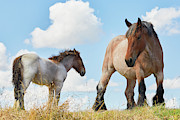 Mare with foal close together Photograph by Nick Biemans