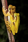 Masked Tree Frog Pair In Amplexus, El Arenal Region, Costa Photograph by Chris Mattison / Naturepl.com