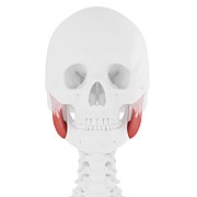 Masseter Superior Muscle Photograph by Science Photo Library