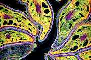 Mature Poppy Ovary Photograph by Science Photo Library