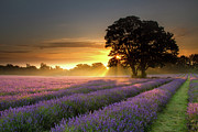 Mayfair Lavender At Sunrise Photograph by Getty Images