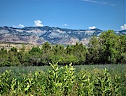 Meadow in the Mountains Photograph by Tammie J Jordan