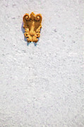 Medieval Yellow Wall Sconce Photograph by David Letts