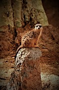 Meerkat Photograph by Lucie Dumas Meerkat Photograph by Lucie Dumas