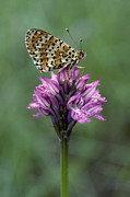 Melitaea Sp., San Simeone Mountain, Friuli Venezia-giulia, Italy Photograph by Melitaea Sp., San Simeone Mountain, Friuli Venezia-giulia, Italy Photograph by