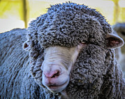 Merino sheep portrait Photograph by Lyl Dil Creations Merino sheep portrait Photograph by Lyl Dil Creations
