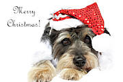 Merry Christmas  Photograph by Kim Mobley