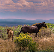 Mesa Verde Wild Horses #2 Photograph by Blake Webster