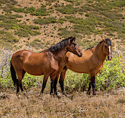 Mesa Verde Wild Horses Photograph by Blake Webster