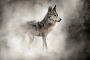 Mexican Gray Wolf In The Dust Photograph by Good Focused