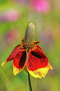 Mexican hat Photograph by Bernd Laeschke
