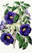 Meyenia Erecta Painting by Anonymous Meyenia Erecta Painting by Anonymous