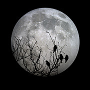 Midnight Moonshiners  Photograph by Betsy Knapp