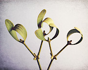 Mistletoe Photograph by Lupen Grainne