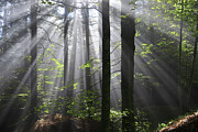 Misty Forest Photograph by Alberto Fornasari Fotografie