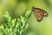 Monarch at the Marsh Photograph by Amfmgirl Photography